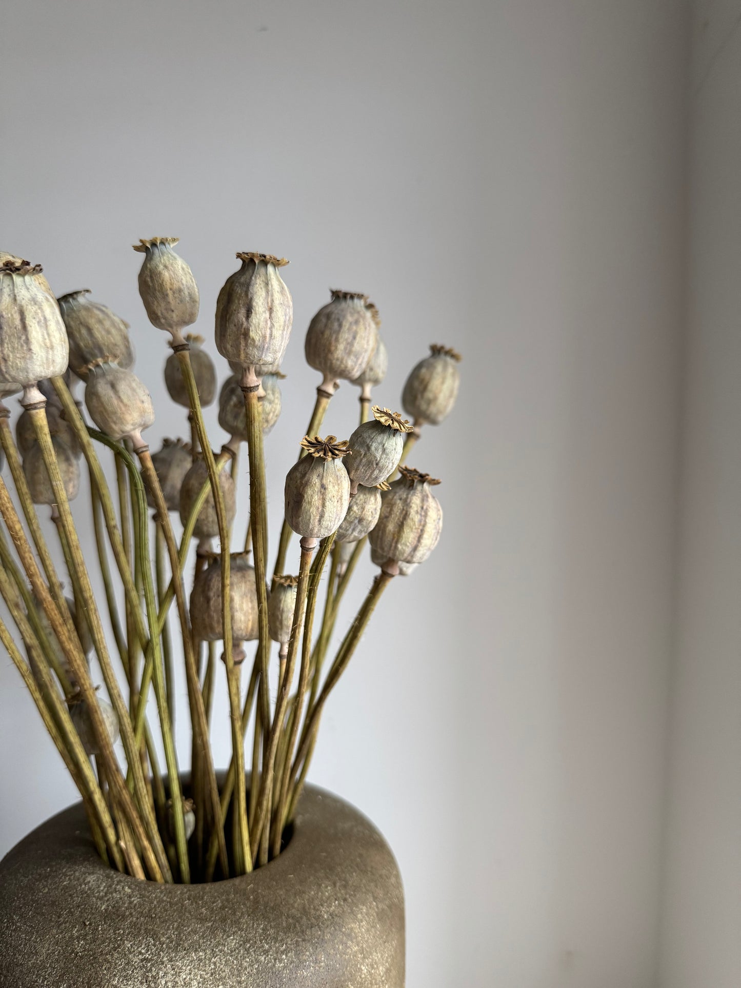 Dried Poppy Seed Bunch