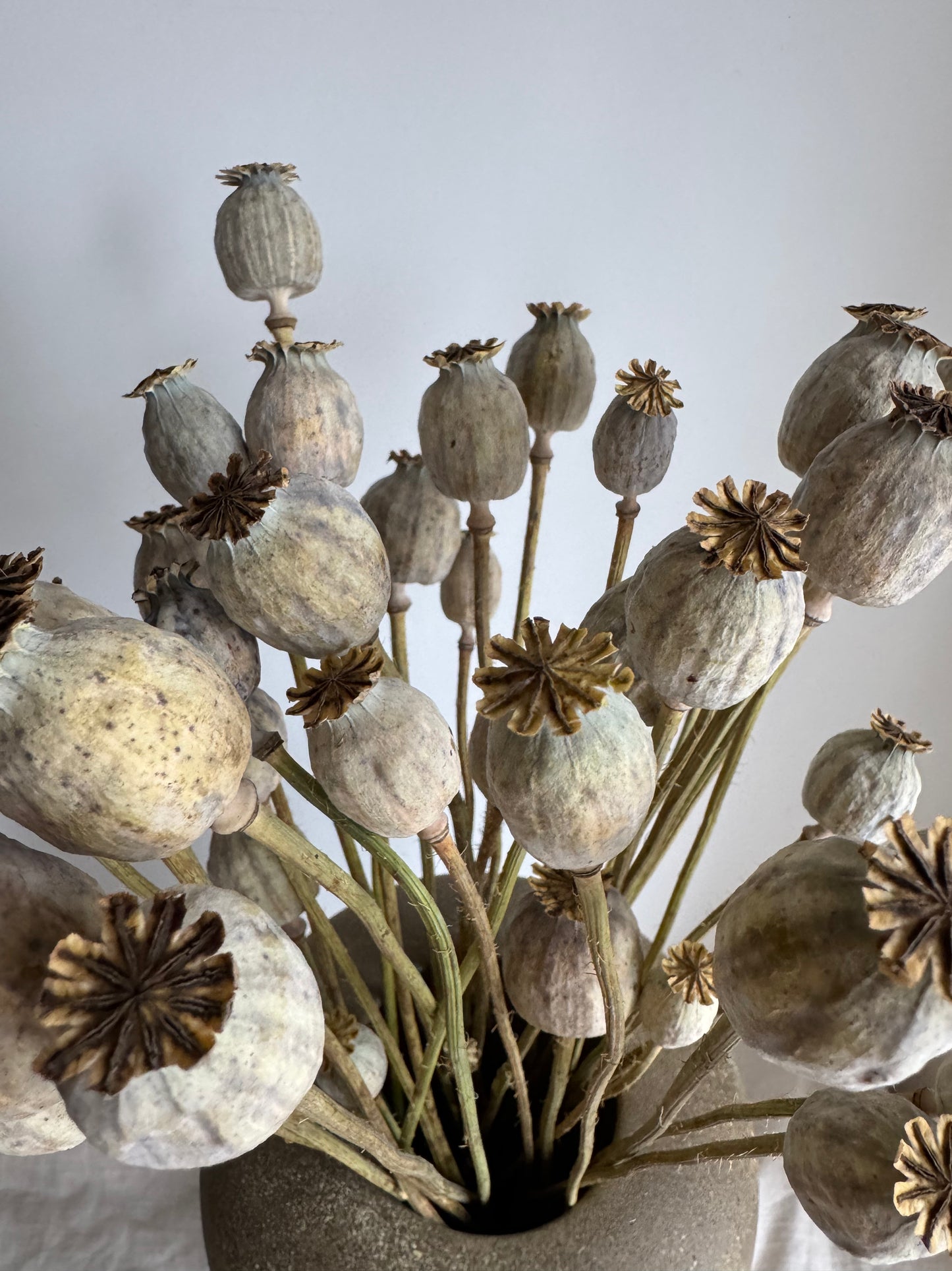 Dried Poppy Seed Bunch