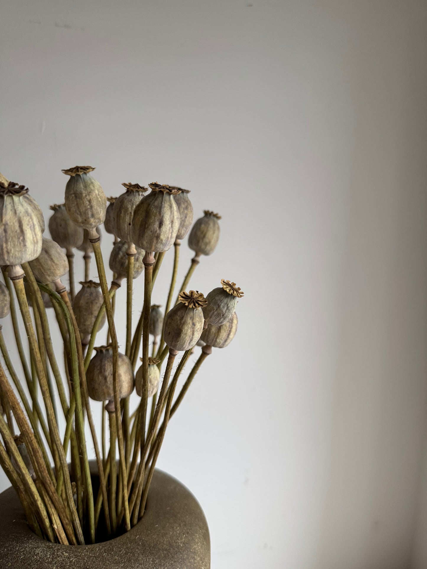 Dried Poppy Seed Bunch