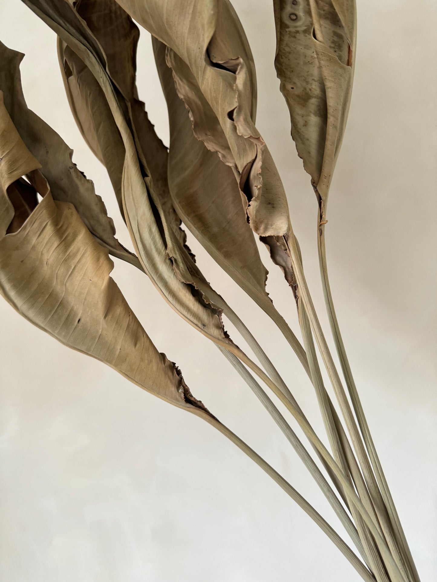 Dried Bird of Paradise Leaf