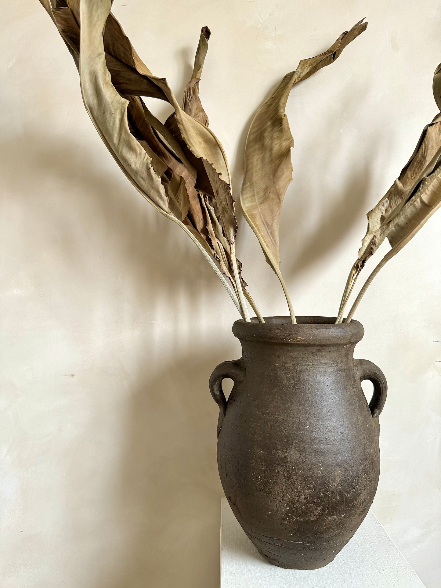 Dried Bird of Paradise Leaf