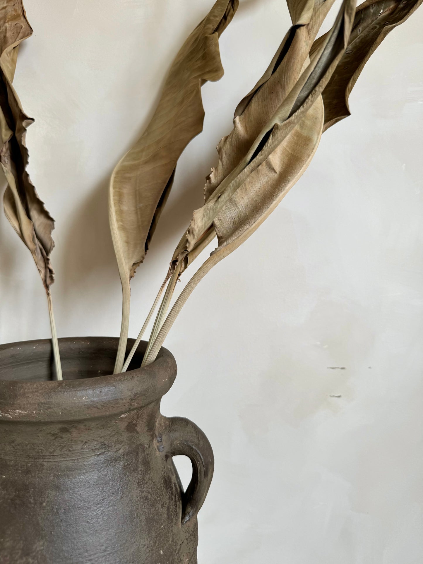 Dried Bird of Paradise Leaf