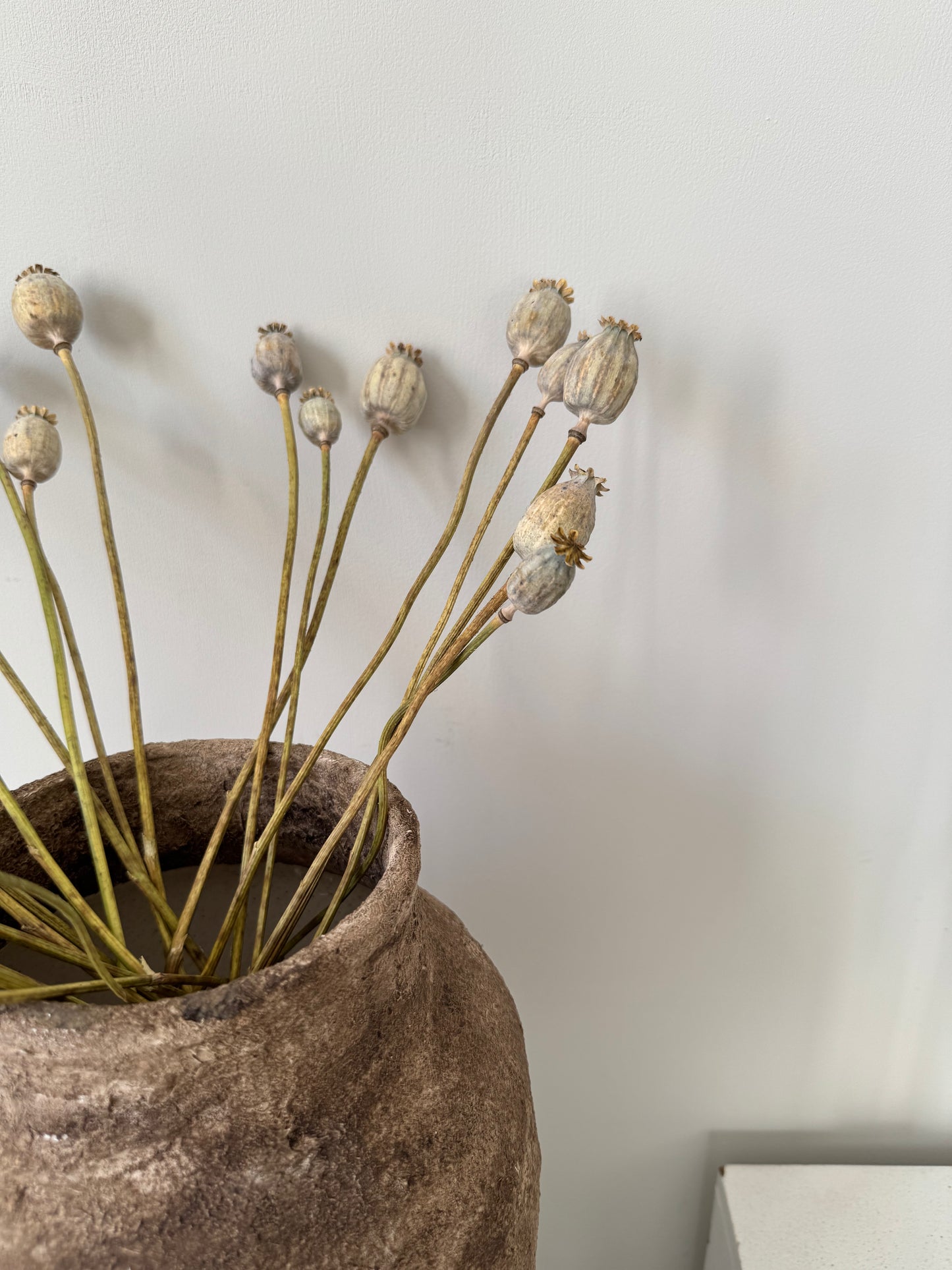 Dried Poppy Seed Bunch